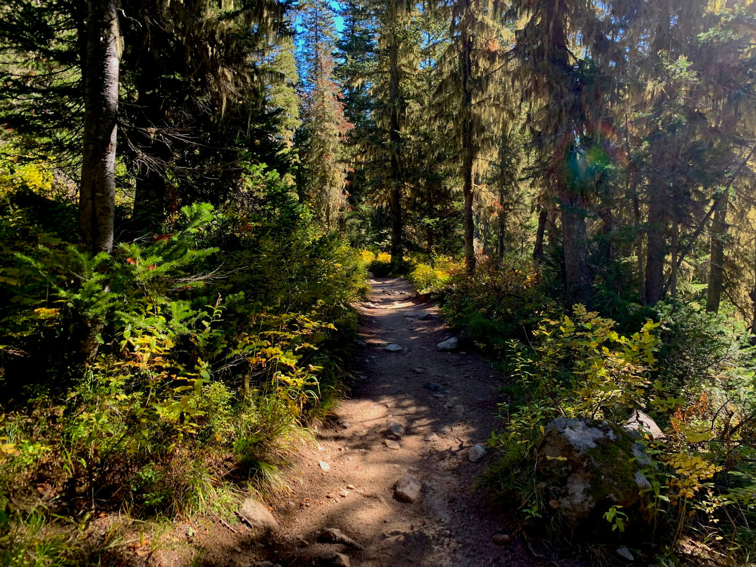 Forest trail in Grand Teton, chosen for the Meet Ranger Rob page